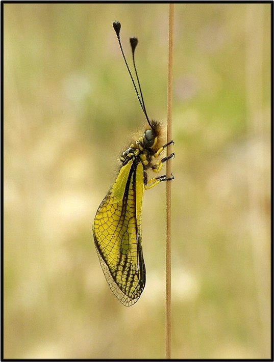 Libelloides coccajus